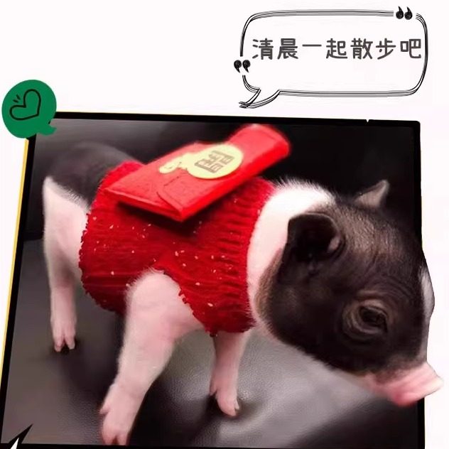 泰国小香猪宠物猪荷兰猪活体迷你宠物活物猪家养小型萌宠幼崽粉猪,淘宝优惠券,粉丝福利购,淘宝优惠卷