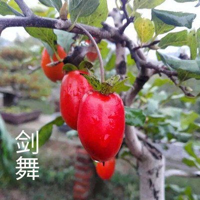 日本老鸦柿品种盆栽绿植小苗微型老鸭柿树桩盆景素材苗金弹子苗 - 图1