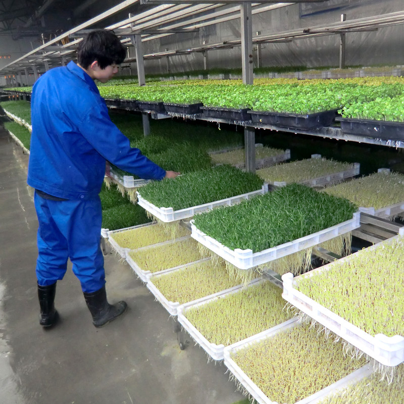 大型商用豆芽机全自动大容量日产60-2000斤豆芽菜绿豆芽催芽生芽,淘宝优惠券,粉丝福利购,淘宝优惠卷