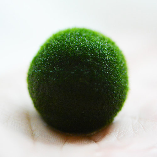幸福海藻球marimo生态瓶盆栽创意迷你水培植物微景观缸藻球马里莫-图3