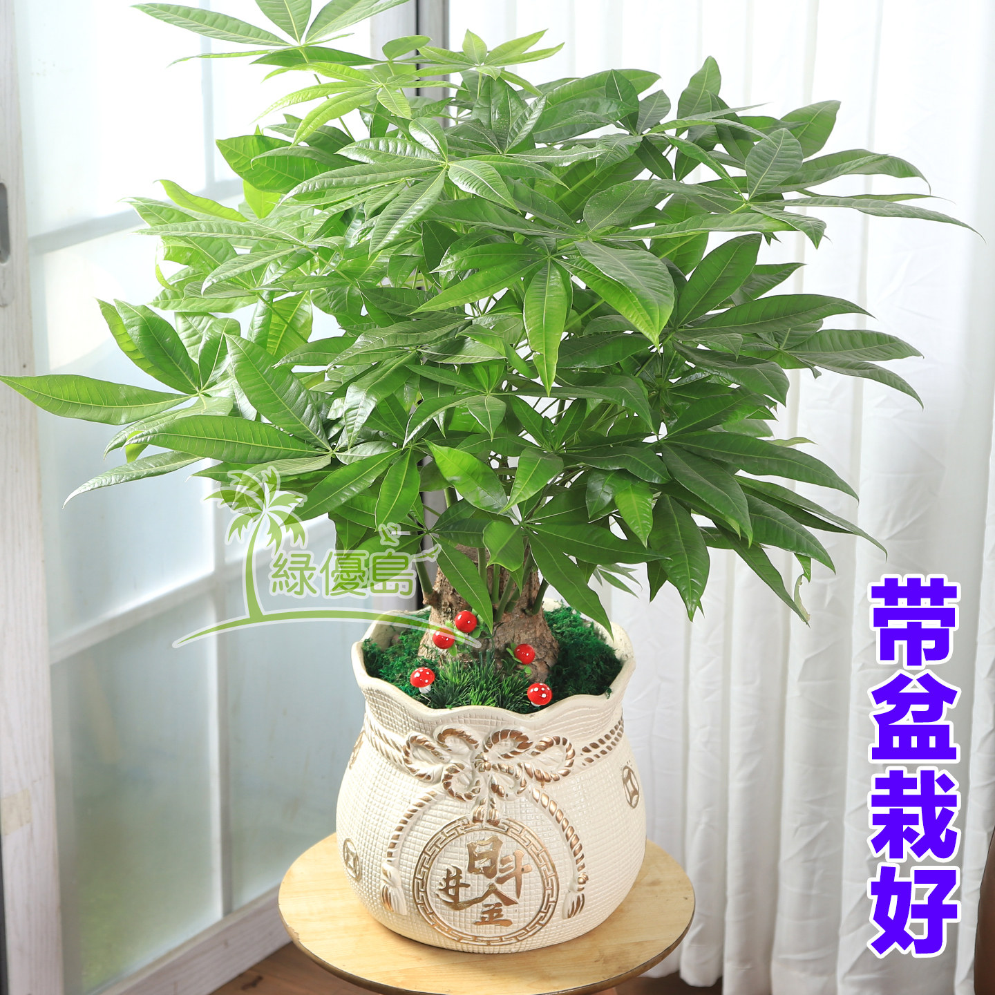 发财树带盆栽好大型办公室内绿植物盆景前台公司开业新房入伙花卉,淘宝优惠券,粉丝福利购,淘宝优惠卷