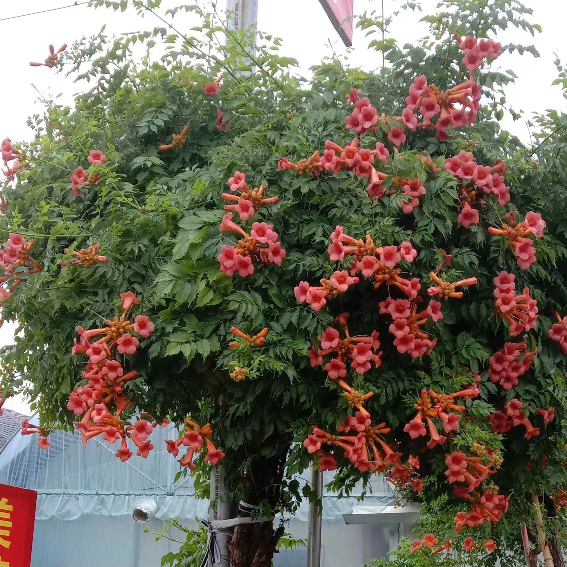 直播间    一物一拍链接   不喜欢慎拍,淘宝优惠券,粉丝福利购,淘宝优惠卷