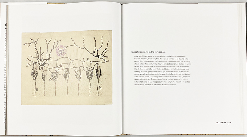 The Beautiful Brain 美丽的大脑：圣地亚哥拉蒙卡哈尔的画作 精装 英文原版