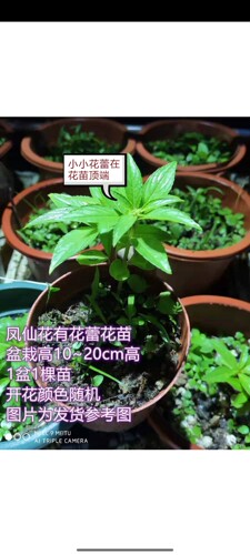 有花蕾凤仙花指甲花鲜活盆栽 货到死苗免费补发 - 图2