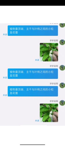 有花蕾凤仙花指甲花鲜活盆栽 货到死苗免费补发 - 图1