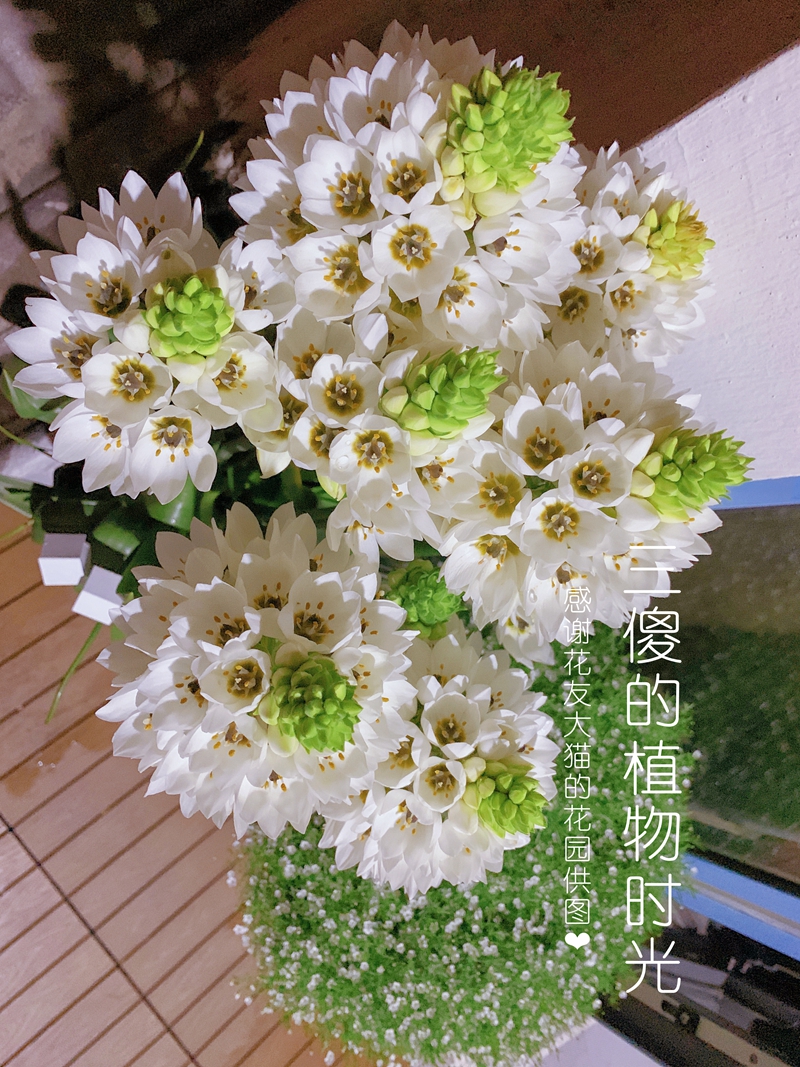 大猫的花园同款秋植春花精品圣心百合杜宾虎眼万年青盆栽花卉阳台-图1