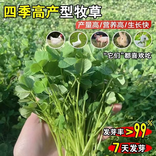 进口紫花苜蓿种子苜蓿草牧草种子南方北方多年生耐寒牛羊兔牧草 - 图2