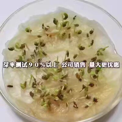 紫云英种子 又名翘摇种子 红花草种子 牧草种子 紫云英草籽 - 图3