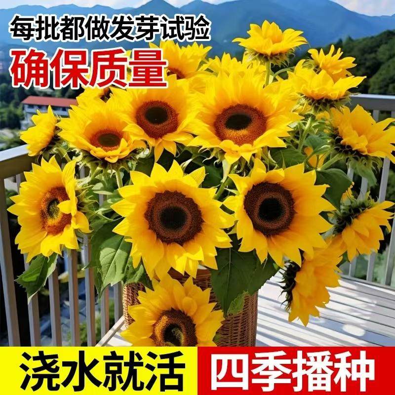 向日葵种孑花种籽子矮四季播种开花高杆观赏盆栽庭院食用葵花种子,淘宝优惠券,粉丝福利购,淘宝优惠卷