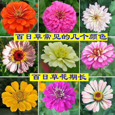 野花组合种子四季开花波斯菊格桑花百日草阳台庭院道路绿化花卉种-图0