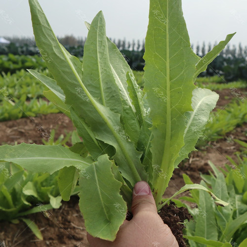 油麦菜籽种子大全油麦菜种四季盆栽春秋冬季蔬菜种籽热耐高温菜种 - 图2