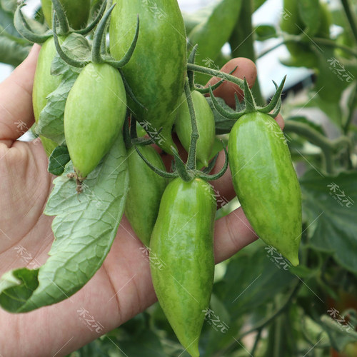 紫霞番茄种子西红柿种籽盆栽春季播冬季樱桃圣女果盆栽蔬菜种孑 - 图2