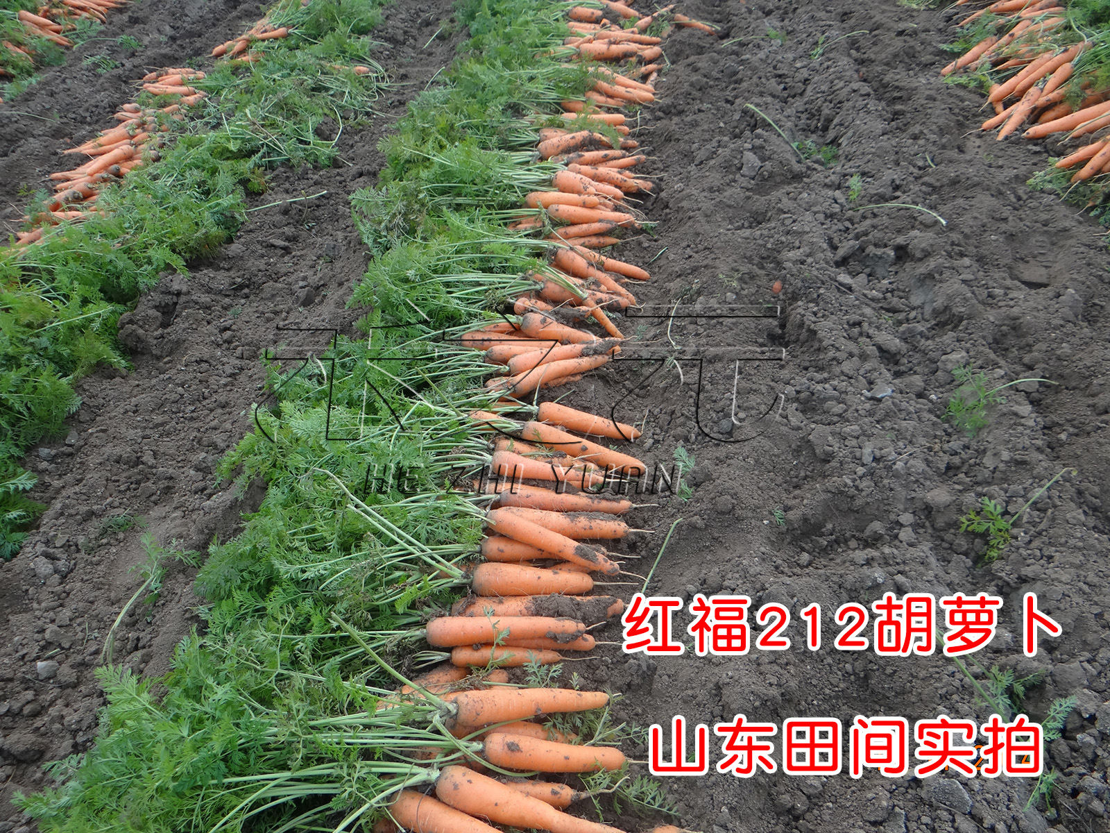 红福212胡萝卜种子春播秋六寸胡萝卜老水果蔬菜种孑秋季大禾之元 - 图1
