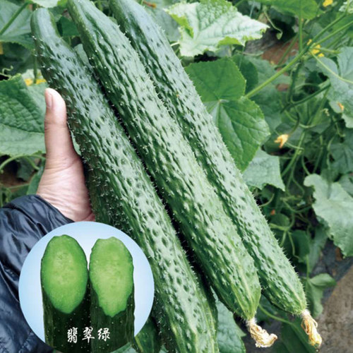 水果黄瓜秧苗种子苗春秋蔬菜籽种四季种籽盆栽绿心芯瓤禾之元种业 - 图2