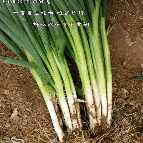 台湾四季小香葱种子种籽小葱分枝多四季可播分葱四季春夏秋季种孑 - 图0