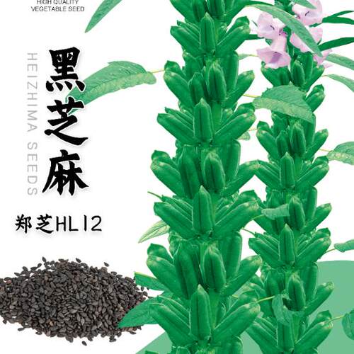 白芝麻种子黑蔬菜杂粮种子春夏秋四季好种籽春种孑蔬菜种籽禾之元 - 图2