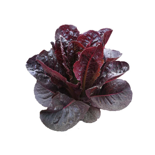 紫直立生菜种子意大利拉生菜生菜青菜种籽春四季秋冬季播盆栽蔬菜 - 图3