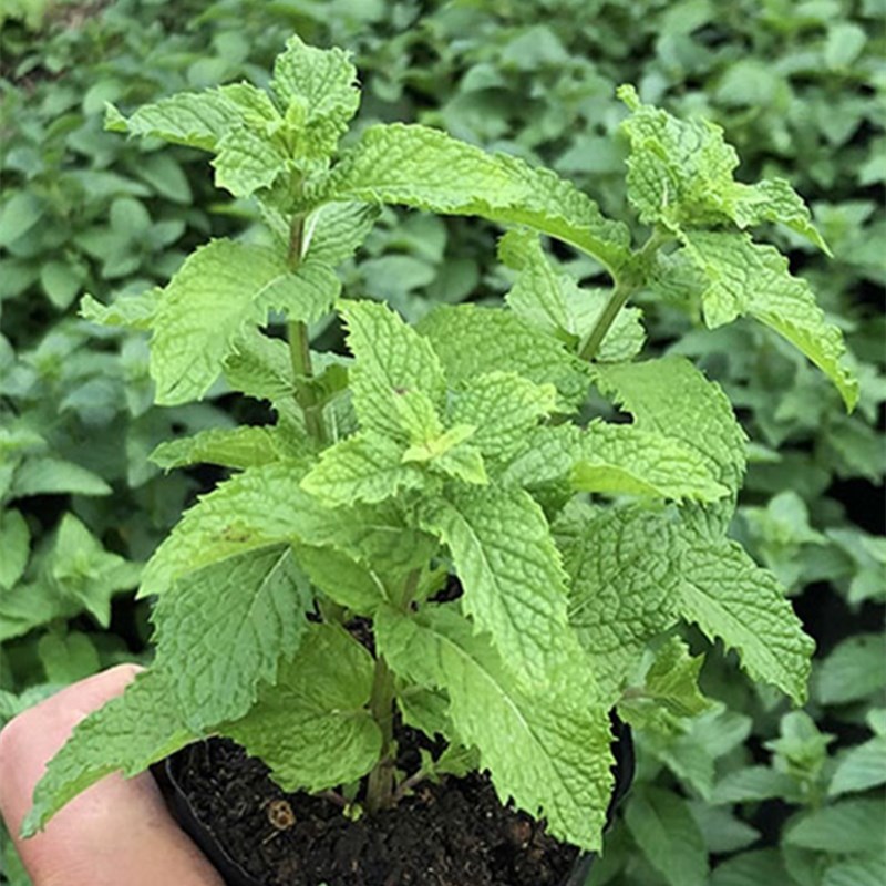 留兰香绿薄荷苗种籽种子驱蚊虫四季农家薄荷盆栽可食用薄荷种孑 - 图2