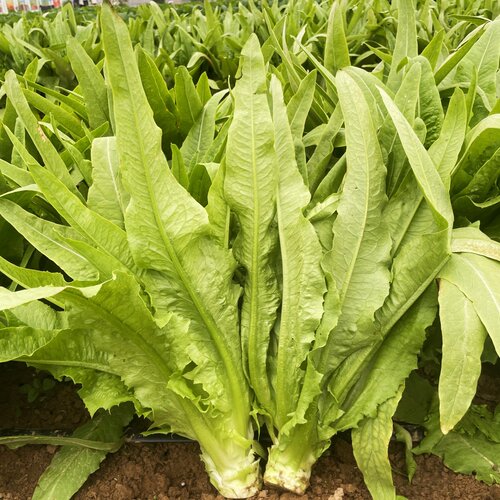 油麦菜籽种子大全油麦菜种四季盆栽春秋冬季蔬菜种籽热耐高温菜种 - 图1