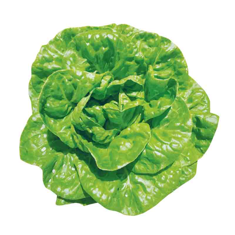 意大利生菜种子大全罗马生菜种孑结球种籽四季阳台盆栽菜籽种蔬菜,淘宝优惠券,粉丝福利购,淘宝优惠卷