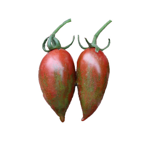 紫霞番茄种子西红柿种籽盆栽春季播冬季樱桃圣女果盆栽蔬菜种孑 - 图3