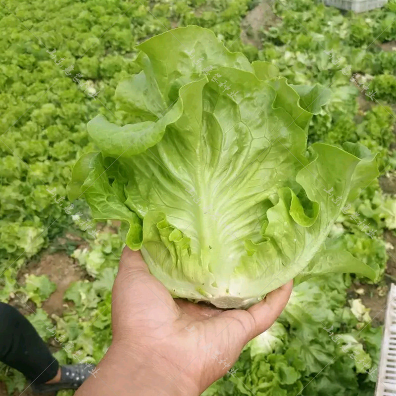 意大利耐抽苔生菜种子生菜种孑生菜种籽四季春秋冬种水培南方蔬菜 - 图1