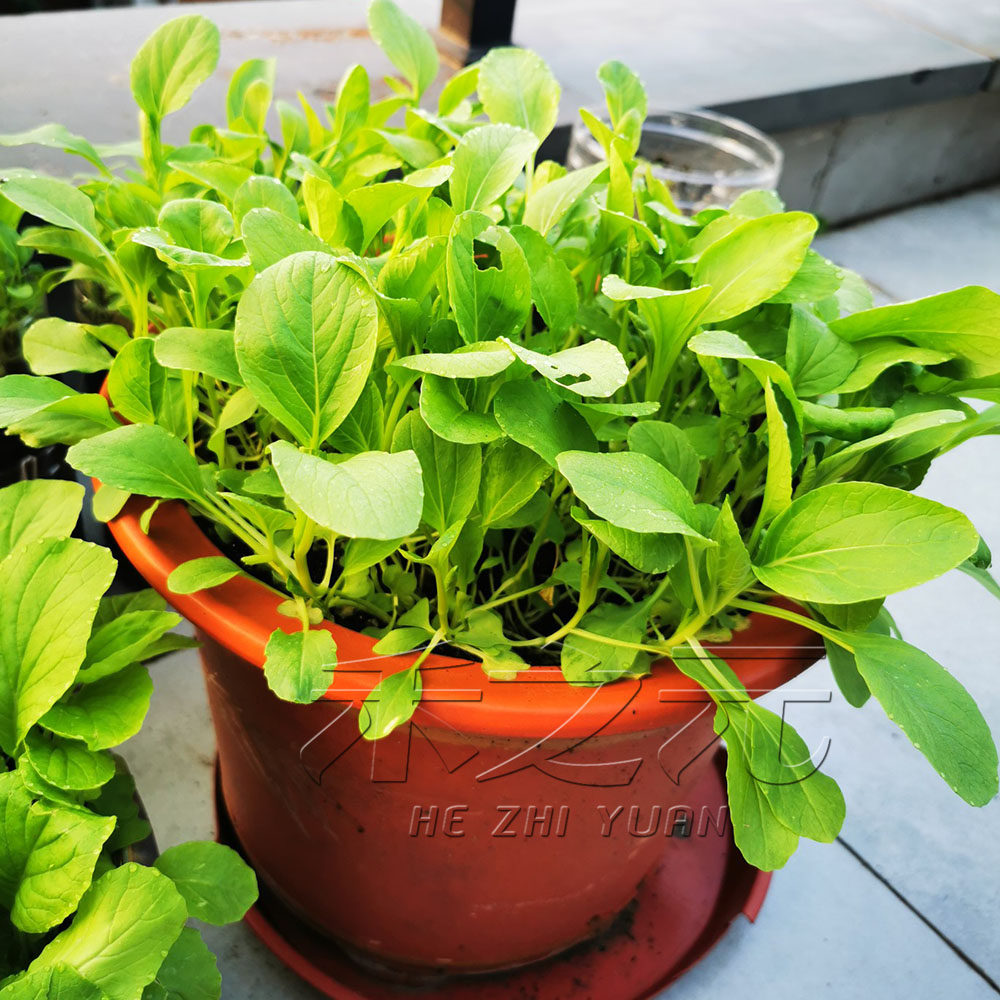鸡毛菜菜籽种子上海青菜菜种籽大全蔬菜种孑阳台盆栽小白菜籽四季