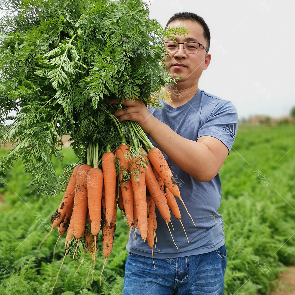 胡萝卜种子籽种红罗水果萝卜四季秋冬蔬菜种籽大全胡萝卜种孑种籽 - 图0