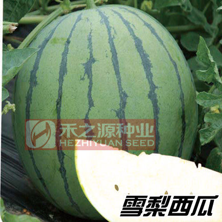 雪梨西瓜种子特色礼品新西瓜种籽珍贵花皮黄壤高糖超甜种孑春季 - 图2