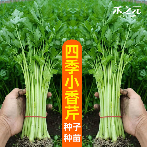 四季小香芹种子大全芹菜苗种籽秧苗芹菜种子季青菜籽蔬菜种孑农家 - 图0