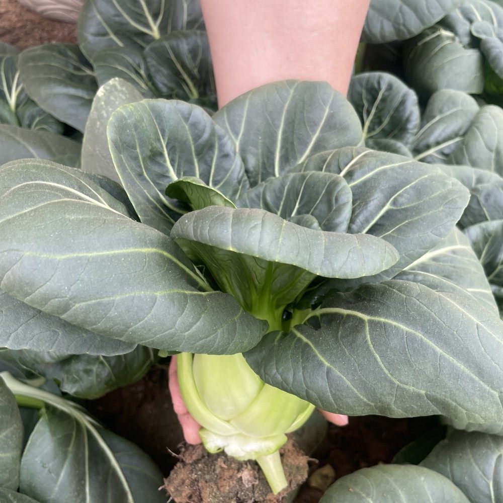 黑叶矮脚苏州青种子大全上海青油菜种籽菜籽小青菜白菜蔬菜孑青梗,淘宝优惠券,粉丝福利购,淘宝优惠卷