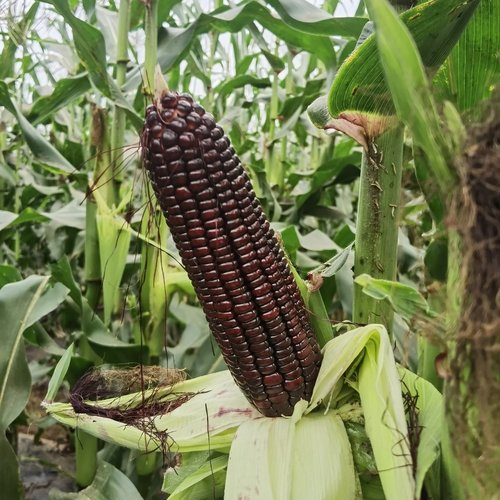 黑甜糯631黑糯玉米种子紫水果玉米种籽四季春种孑甜糯米种禾之元 - 图2