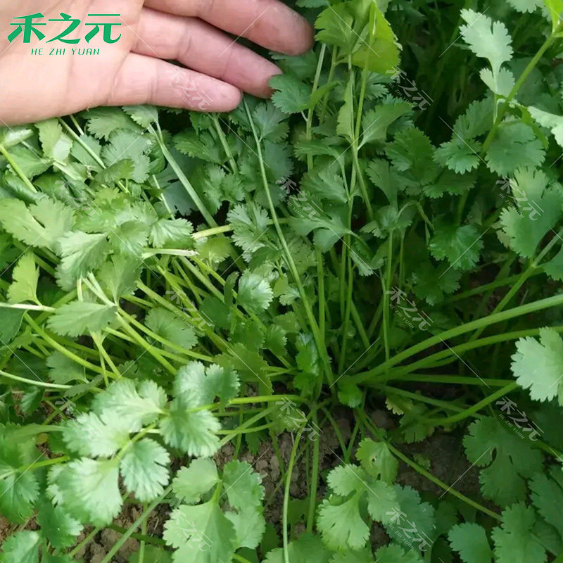 香菜种子大全农家香菜盆栽大叶芫荽种四季春夏秋香菜籽种老品种籽,淘宝优惠券,粉丝福利购,淘宝优惠卷