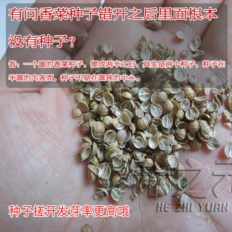 香菜种子大全农家香菜盆栽大叶芫荽种四季春夏秋香菜籽种老品种籽,淘宝优惠券,粉丝福利购,淘宝优惠卷