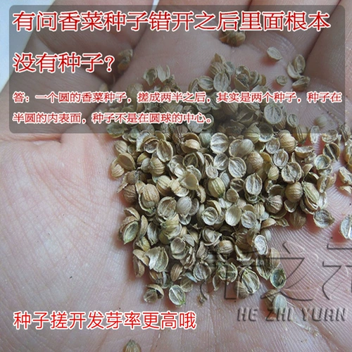 Семена семян Payon Four Seasons старый сорт Daquan