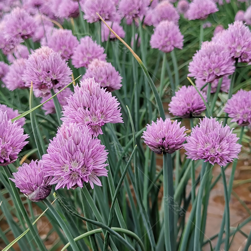 多年生宿根室外庭院紫色花种子四季种花籽花期长大花葱种子虾夷葱 - 图0