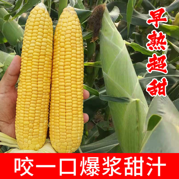 中农甜488牛奶香超甜水果玉米种子脆糯四季春季种籽非转基因种孑 - 图0