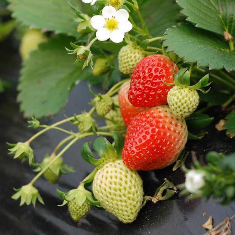 奶油草莓种子水果种籽四季种苗秧春季秋季盆栽草莓种籽孑阳台蔬菜,淘宝优惠券,粉丝福利购,淘宝优惠卷