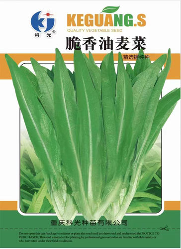 油麦菜籽种子大全油麦菜种四季盆栽春秋冬季蔬菜种籽热耐高温菜种 - 图0