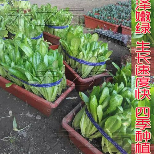 孔雀菜种籽汉斯八宝菜种子孔雀菜种子蔬菜种子四季栽培盆栽春季籽 - 图1