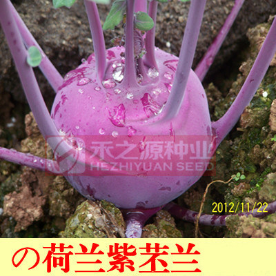 寿光蔬菜种子紫苤兰种籽 荷兰进口水果紫苤蓝种子四季春季秋冬栽,淘宝优惠券,粉丝福利购,淘宝优惠卷