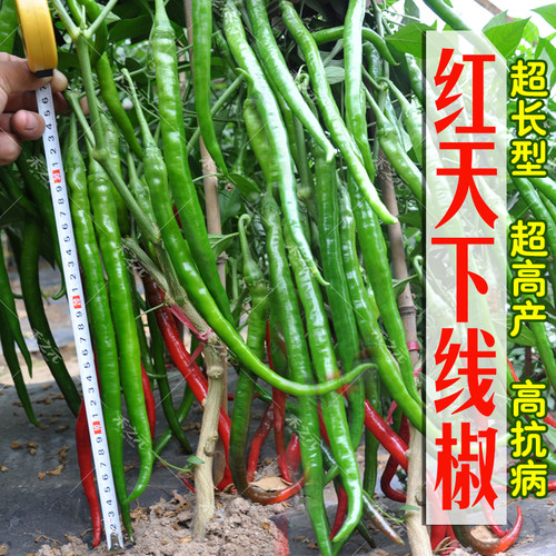 线椒种子超辣高产辣椒种籽大全二荆条辣椒秧苗秧蔬菜春季四季盆栽 - 图1