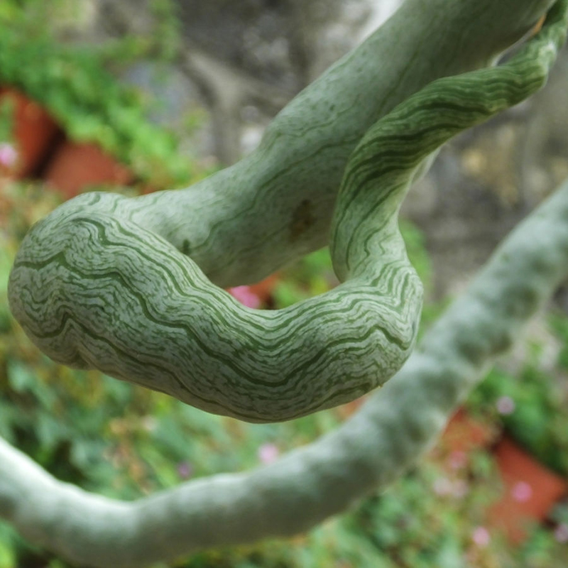 蛇豆蛇瓜种子四季播特大葫芦春季四季观赏种籽野菜盆栽蔬菜种孑阳 - 图2