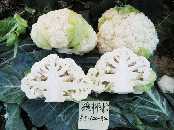 花椰菜种子白菜花种籽白花菜华耐玉如意夏秋花椰菜种孑蔬菜禾之元 牌子网