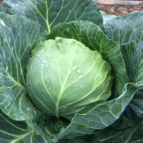 甘蓝种子高温包菜青菜籽高产早熟甘兰籽种籽秋冬季种春季蔬菜种子 - 图1