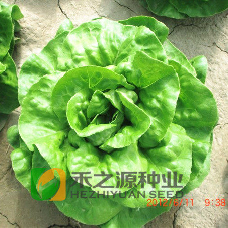 意大利生菜种子大全罗马生菜种孑结球种籽四季阳台盆栽菜籽种蔬菜 - 图2