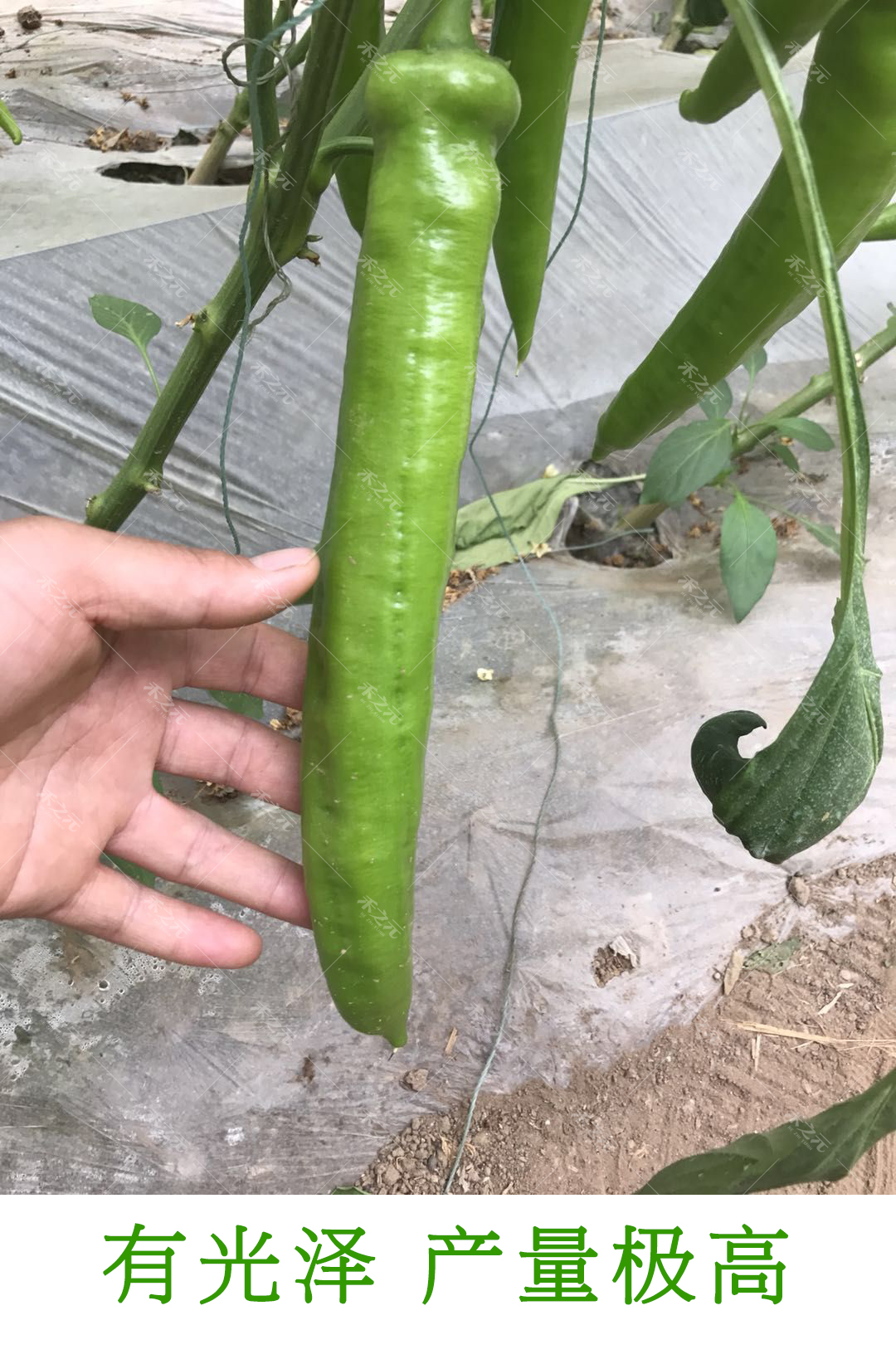 香辣一号尖椒种子高产特大太空辣椒苗巨型四季春季秋季蔬菜种孑籽 - 图2