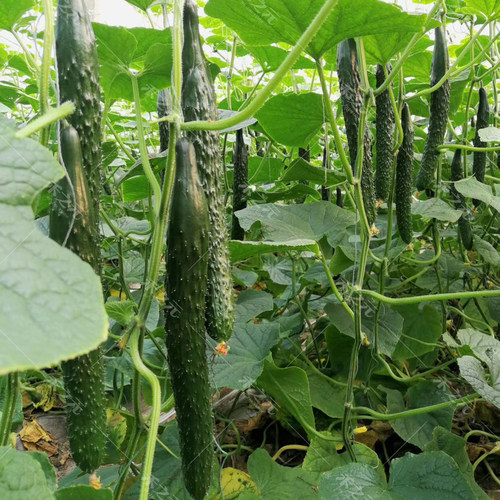 水果黄瓜苗 绿芯肉 绿瓤黄瓜种子 黄瓜秧苗 四季春季种籽秋蔬菜 - 图0