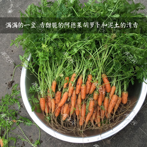 荷兰莫坤迷你胡萝卜种子儿童拇指手指四季禾之元菜种籽蔬菜种秋季 - 图0