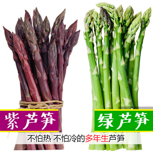 芦笋种子菜盆栽农家春季蔬菜种籽四季芦笋苗根紫秋冬季菜孑芦笋根 - 图0